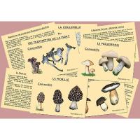 J'apprends à reconnaître les champignons 